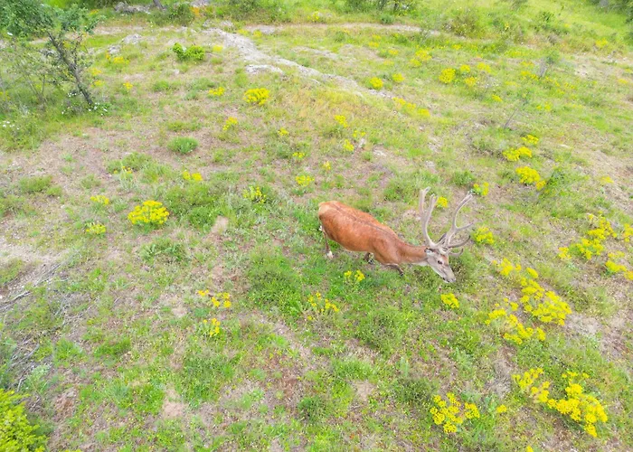 каменната къща Villa